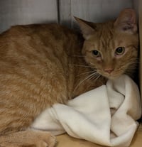 Ginger Boy - Photo 3