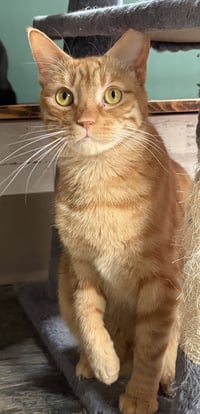 Ginger Boy - Photo 1