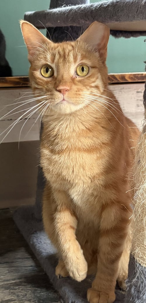 GINGER BOY - Tabby / Domestic Short Hair available for adoption