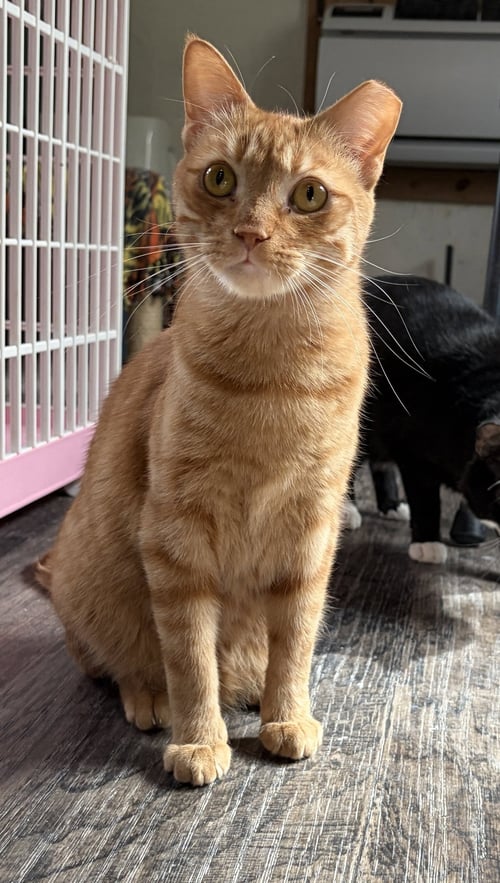 GINGER BOY - Tabby / Domestic Short Hair available for adoption