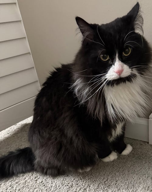 SPADE - Maine Coon / Domestic Long Hair available for adoption
