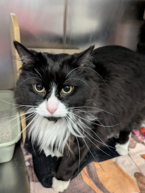 SPADE - Maine Coon / Domestic Long Hair available for adoption