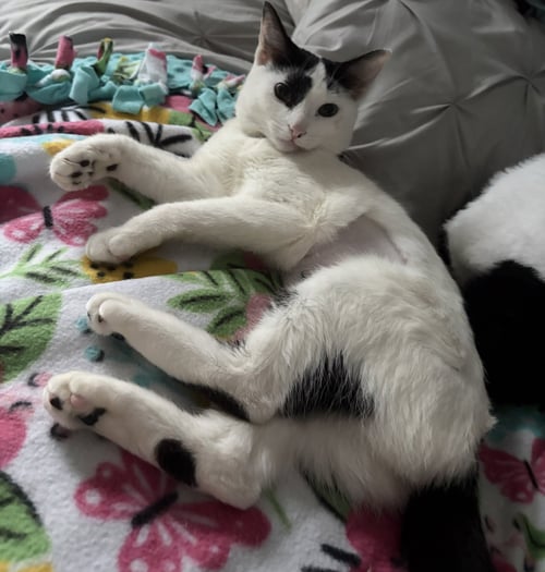 CHATEAUX - Domestic Short Hair available for adoption