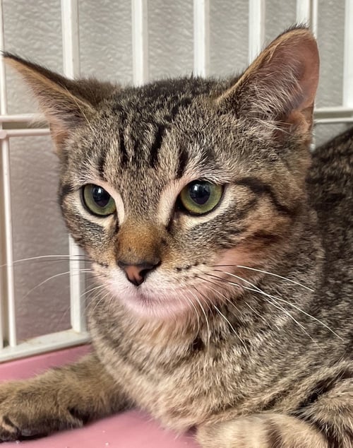 GABRIEL - Tabby / Domestic Short Hair available for adoption