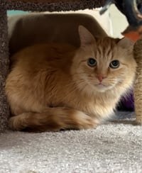 Winston - Photo 2