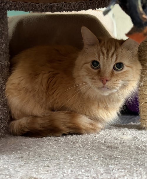 WINSTON - Domestic Long Hair / Tabby available for adoption