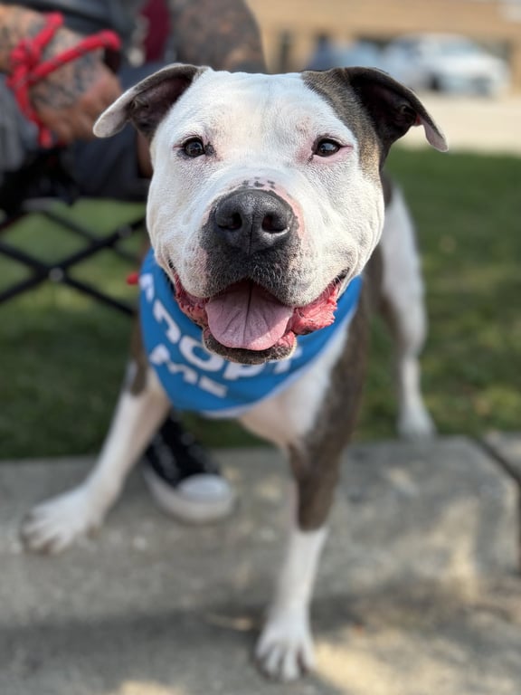 Jax Image