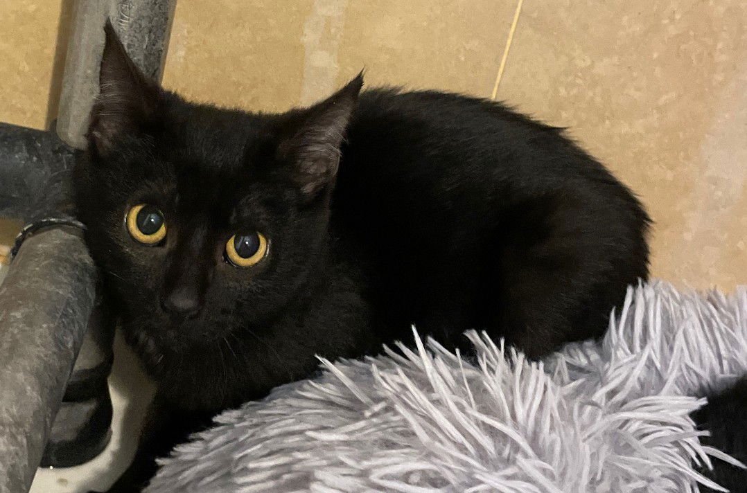 SKOUT - Domestic Short Hair available for adoption