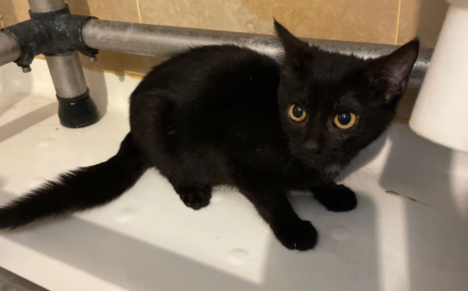 SKOUT - Domestic Short Hair available for adoption