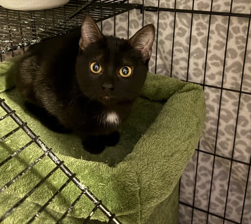 SKOUT - Domestic Short Hair available for adoption