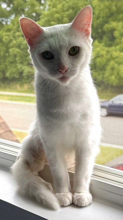 Lacie Image