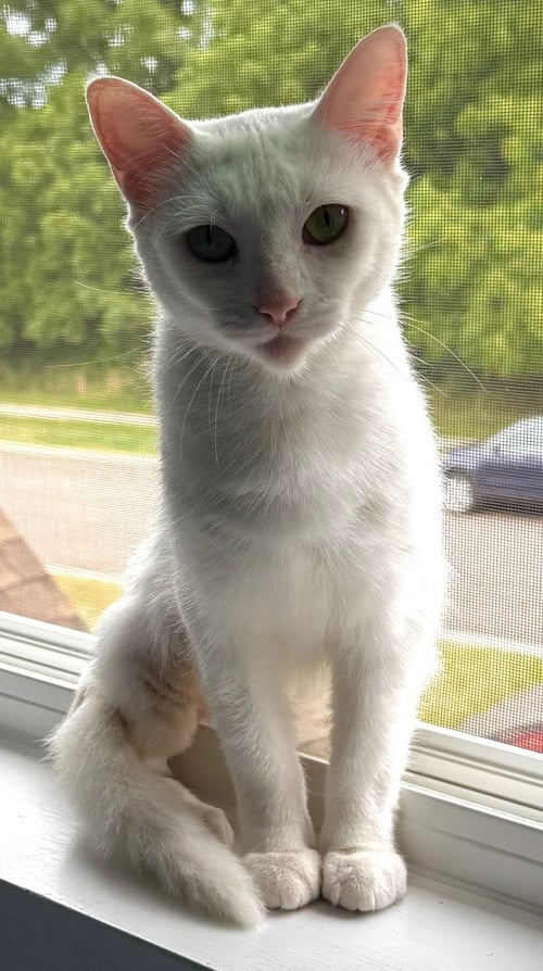 LACIE - Domestic Short Hair available for adoption