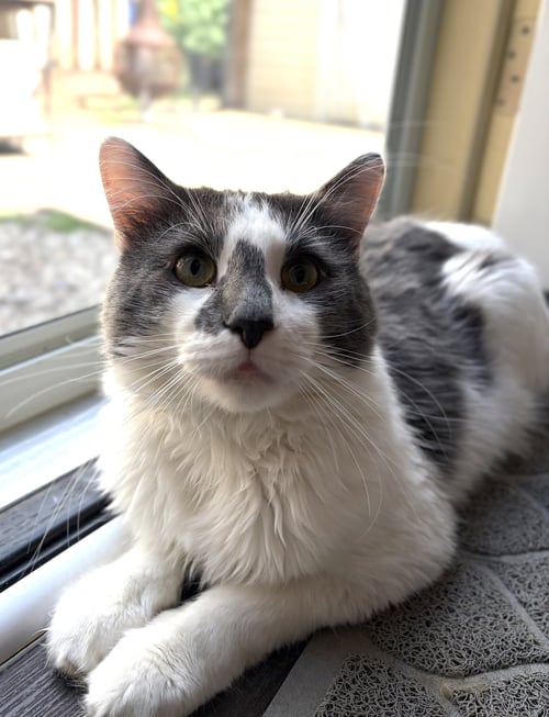 GRAMPS - Maine Coon / Domestic Long Hair available for adoption