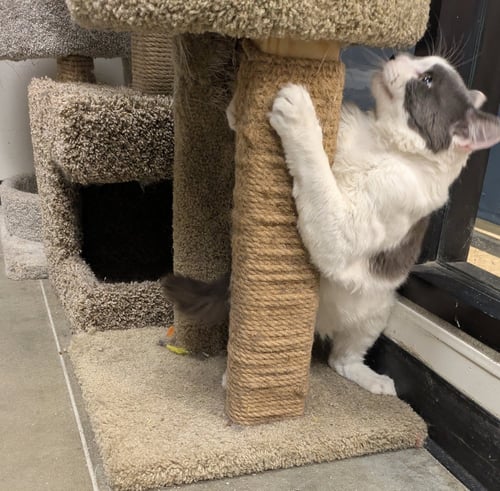 GRAMPS - Maine Coon / Domestic Long Hair available for adoption