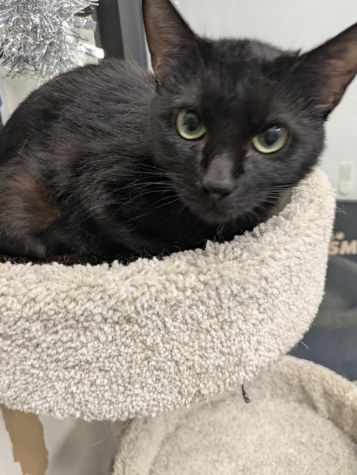 FENDI - Domestic Short Hair available for adoption