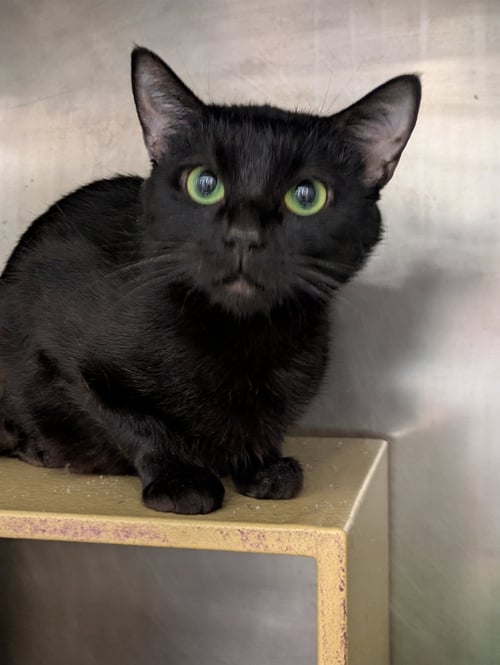 FENDI - Domestic Short Hair available for adoption