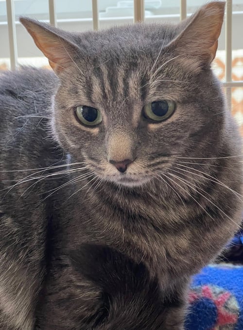 RELISH - Tabby / Domestic Short Hair available for adoption