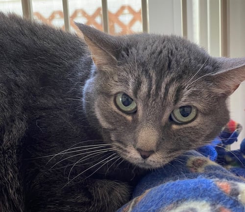 RELISH - Tabby / Domestic Short Hair available for adoption