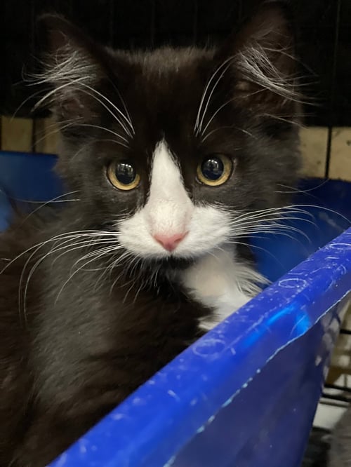 TUCKS - Domestic Medium Hair available for adoption