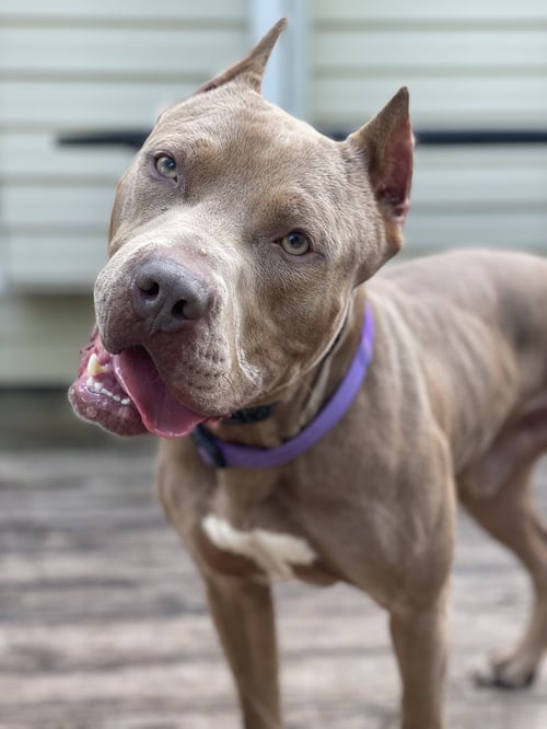 COBAIN - American Pit Bull Terrier available for adoption