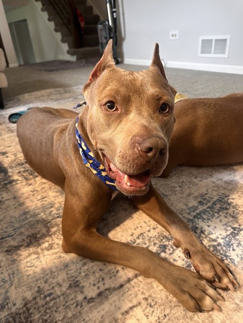 COBAIN - American Pit Bull Terrier available for adoption