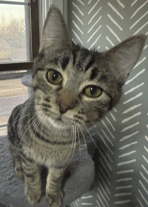 TOOTSIE - Tabby / Domestic Short Hair available for adoption