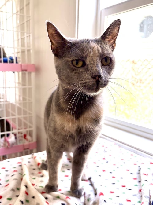 AMBER - Domestic Short Hair / Dilute Tortoiseshell available for adoption
