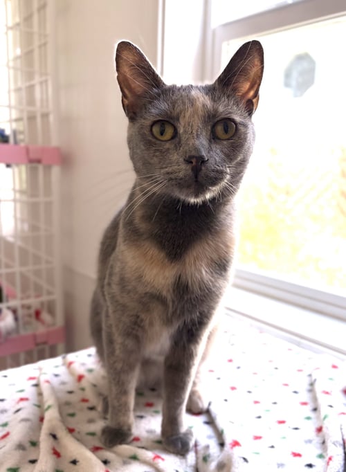 AMBER - Domestic Short Hair / Dilute Tortoiseshell available for adoption