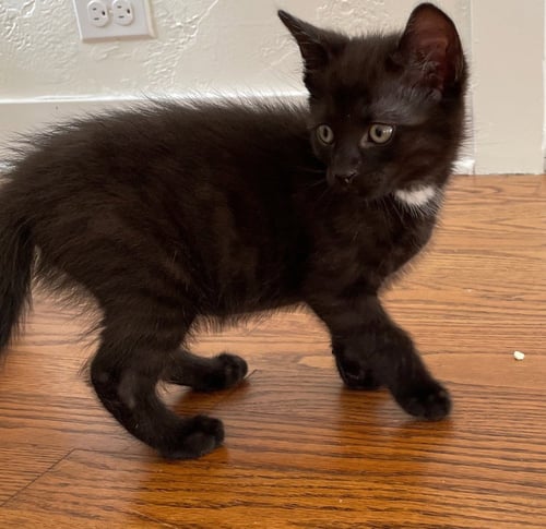 ARAMIS - Domestic Short Hair available for adoption
