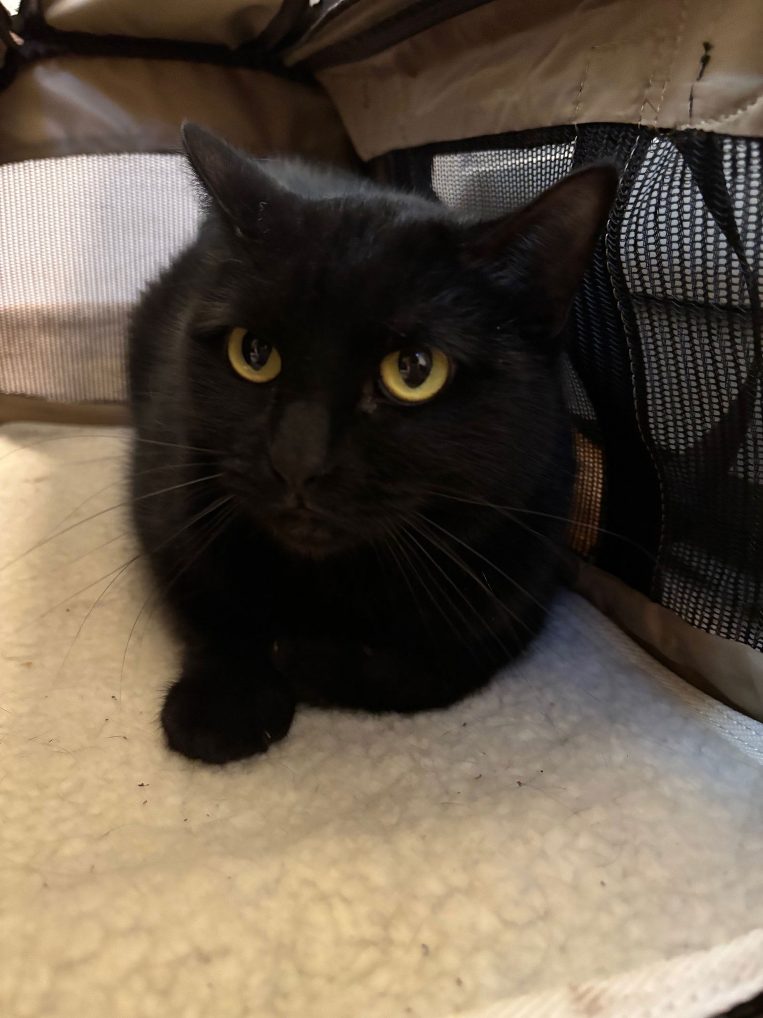 MERLO - Domestic Short Hair available for adoption