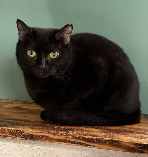 GHOSTERELLA - Domestic Short Hair available for adoption