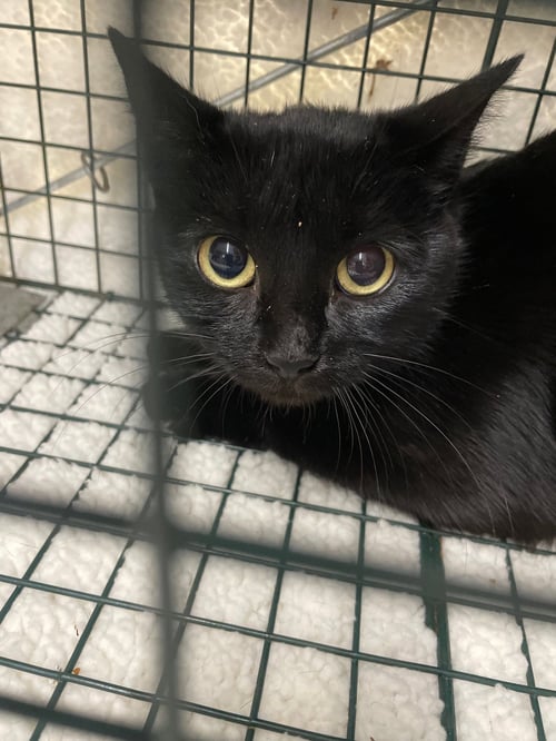 GHOSTERELLA - Domestic Short Hair available for adoption
