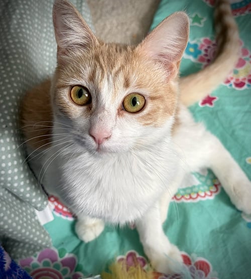 GABBY - Domestic Short Hair available for adoption