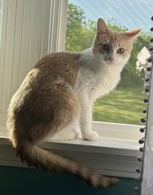 GABBY - Domestic Short Hair available for adoption