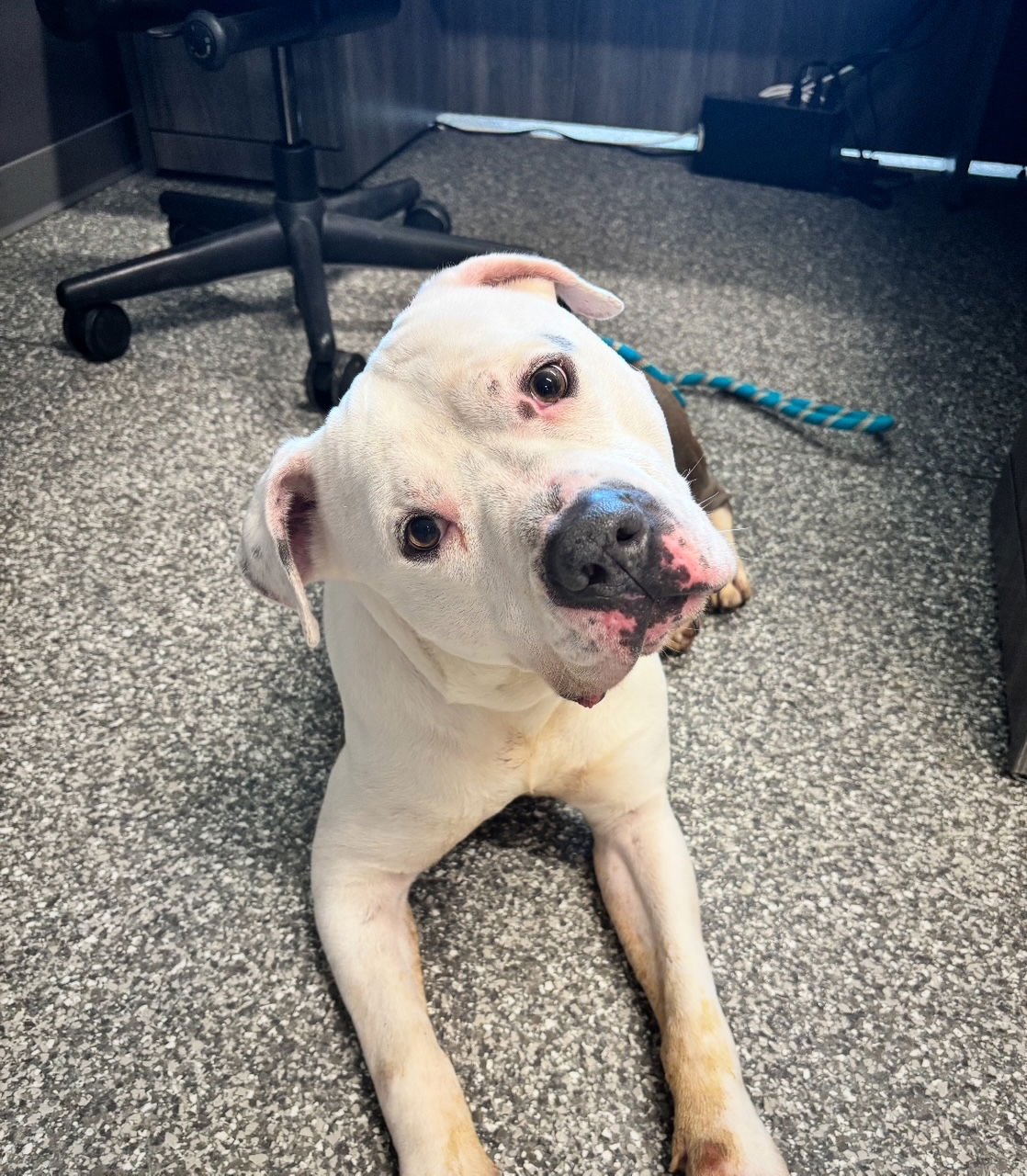 PRINCE - American Pit Bull Terrier / American Bulldog available for adoption