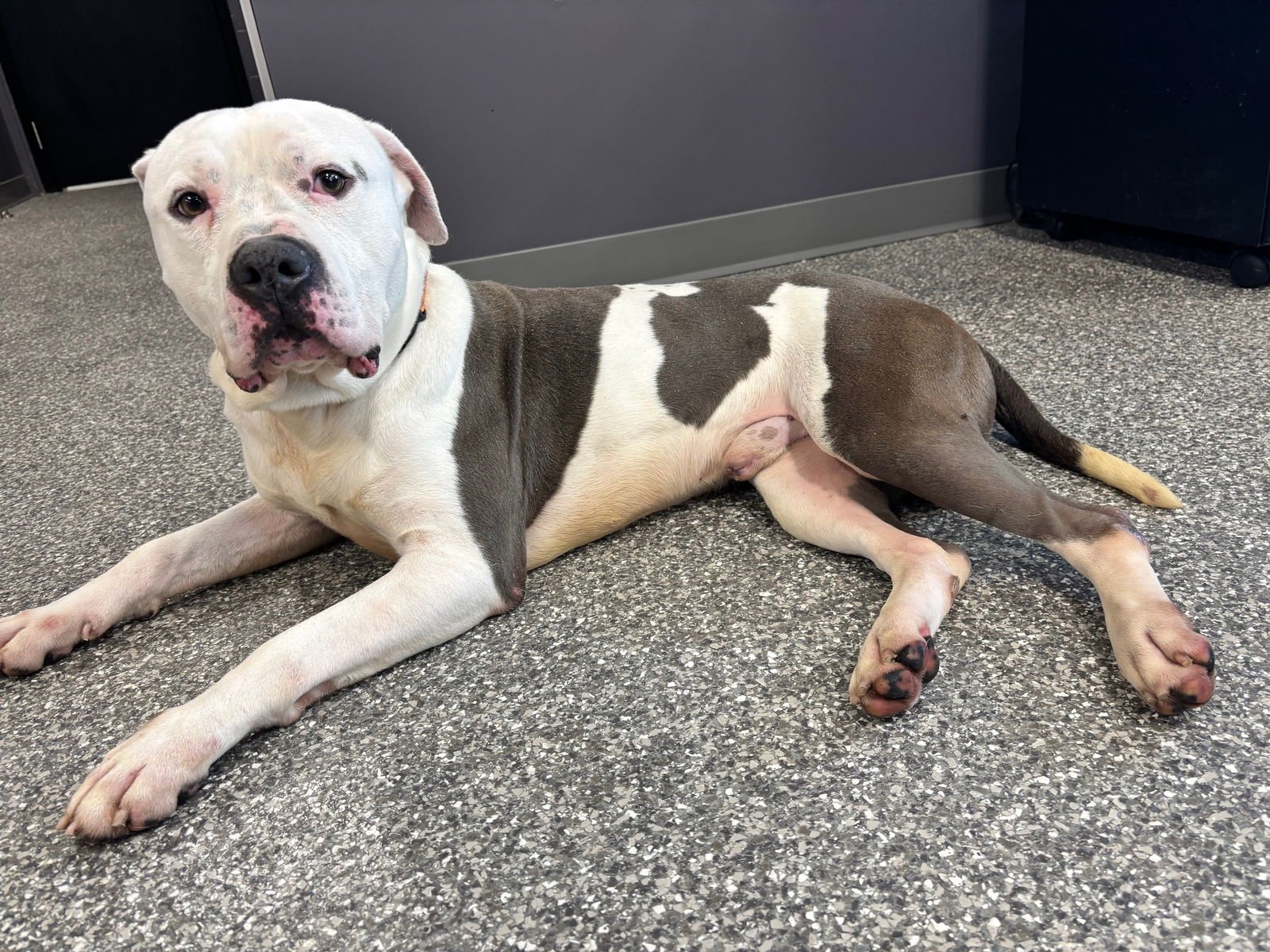 PRINCE - American Pit Bull Terrier / American Bulldog available for adoption