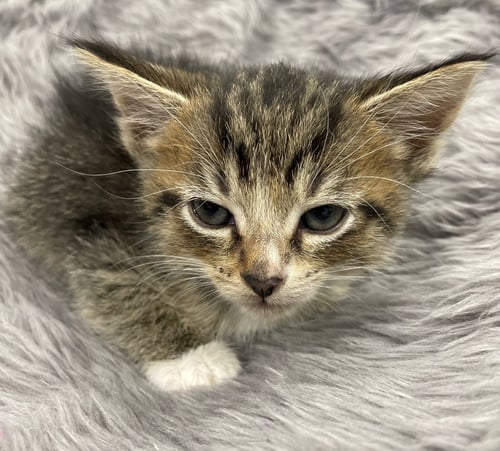 COSMOSOMA - Tabby / Domestic Short Hair available for adoption
