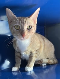 CLEMENTINE - Photo 1