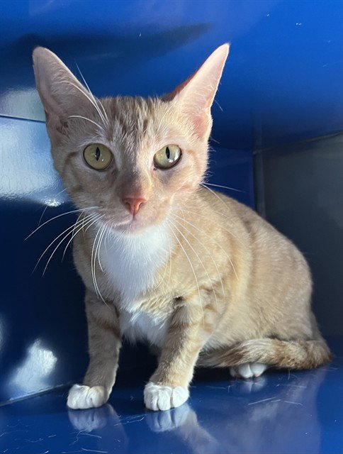 CLEMENTINE - Domestic Short Hair available for adoption