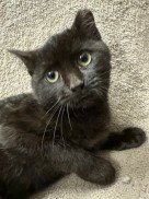 REMY - Domestic Short Hair available for adoption