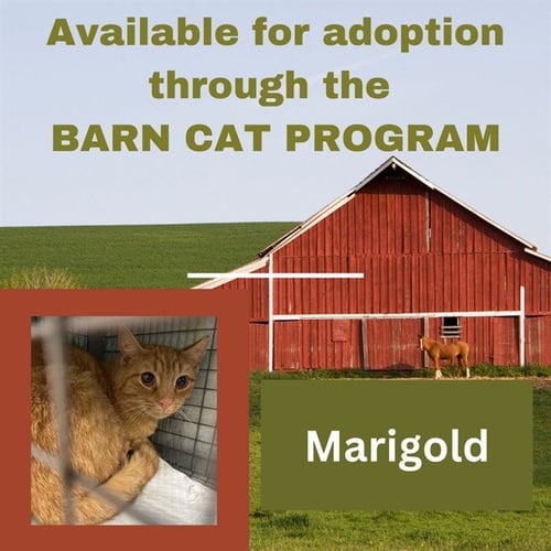 MARIGOLD BARN CAT