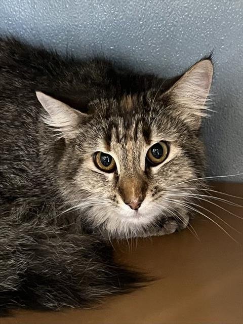 PIXIE - Domestic Medium Hair available for adoption
