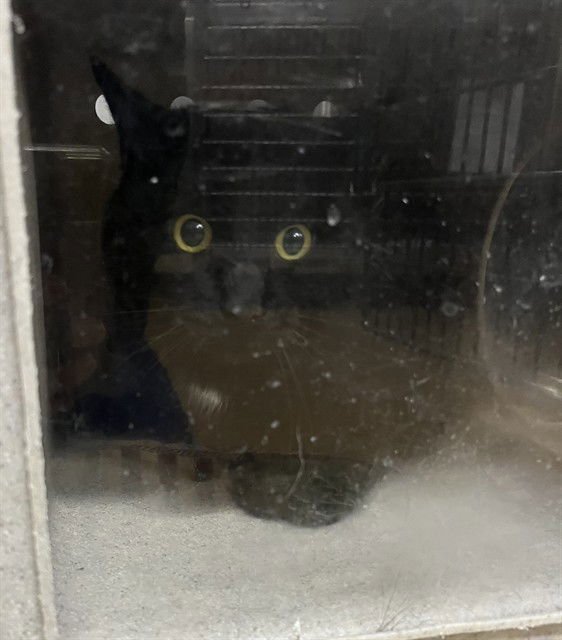 ABBOTT BARN CAT - Domestic Short Hair available for adoption