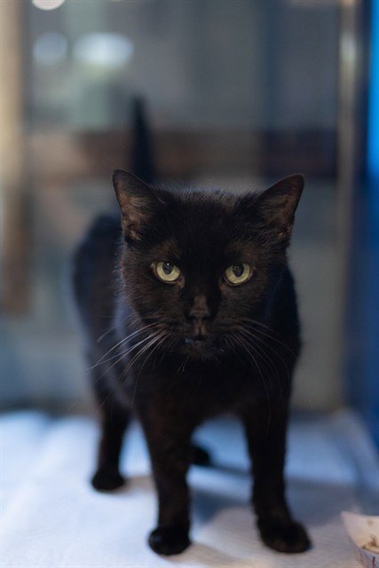 ROYAL - Domestic Short Hair available for adoption