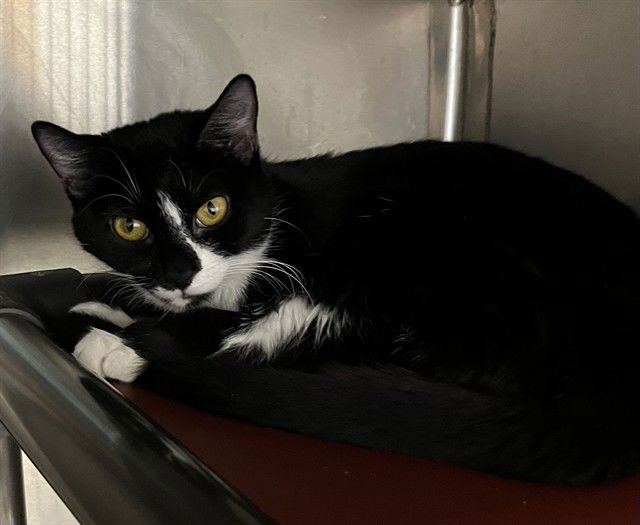 PEPPA - Domestic Short Hair available for adoption