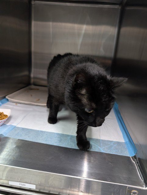 SQUEEK - Domestic Short Hair available for adoption