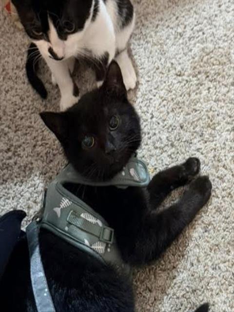 MIDNIGHT - Domestic Short Hair available for adoption