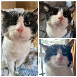 ZIGGY - Domestic Short Hair available for adoption