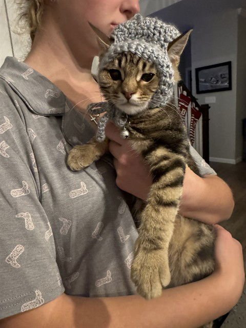 JEFFERSON - Domestic Short Hair available for adoption