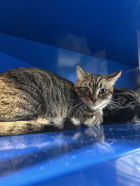 PIXIE - Domestic Short Hair available for adoption